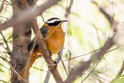 White-browed Robin-Chat (Cossyphe de Heuglin)_x737A3996-2 null