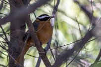 White-browed Robin-Chat (Cossyphe de Heuglin) White-browed Robin-Chat (Cossyphe de Heuglin)