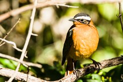 White-browed Robin-Chat (Cossyphe de Heuglin)_x737A4132-2 null