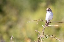 Marico flycatcher (Gobemouche du marico) Nxai