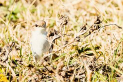 Marico flycatcher (Gobemouche du marico)_7D2_0254 null