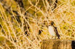 Marico Flycatcher (Gobemouche du Marico)_737A2413-2 null
