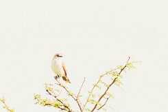 Marico Flycatcher (Gobemouche du Marico)_737A5229-2 null