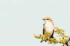 Marico flycatcher (Gobemouche du Marico)-737A9895-2 null