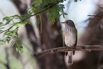 Spotted flycatcher (Gobemouche gris) Waterberg