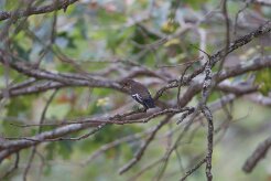 Gobemouche noir_737A1543-2 null