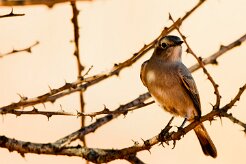 Chat Flycatcher (Gobemouche traquet)-_737A4078-2 null