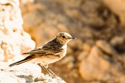 Chat Flycatcher (Gobemouche traquet)_737A4259-2 null