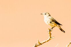 Chat Flycatcher (Gobemouche traquet)_737A4267-2 null