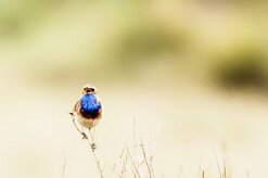 Gorgebleue_à_miroir_10-2 null