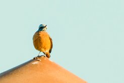 Short-toed Rock Thrush (Monticole à doigts courts)-737A0352-2 null