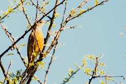Short-toed rock thrush (Monticole à doigts courts)-737A0688-2 null
