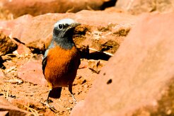 Short-toed rock thrush (Monticole à doigts courts)-737A9462-2 null
