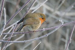 Rouge gorge familier_737A1680 null