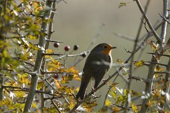 Rouge-gorge familier_737A3664 null