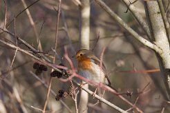 Rouge-gorge familier_737A3829 null