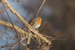 Rouge-gorge familier_737A3833 null