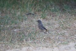 Rougequeue noir_737A1550 null