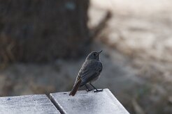 Rougequeue noir_737A1558 null