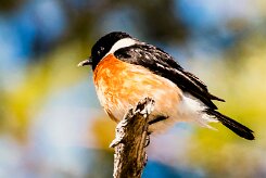 African Stonechat (Tarier africain)_x737A4702-2 null