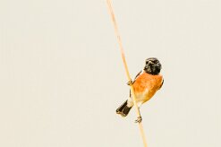 African stonechat (Tarier pâtre)_7D2_0628 null