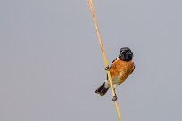 African stonechat (Tarier pâtre) Chobe River