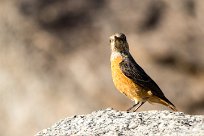 African Stonechat (Tarier africain) African Stonechat (Tarier africain)