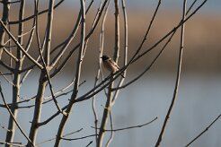 Tarier patre_737A7189 null