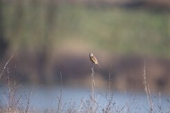 Tarier patre_737A7195 null
