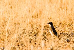 Capped Wheatear (Traquet du Cap)_737A1791-2 null