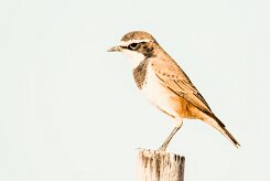 Capped wheatear (Traquet du Cap)-737A0167-2 null