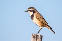 Capped wheatear (Traquet du Cap) Otjiwarongo - Namibie