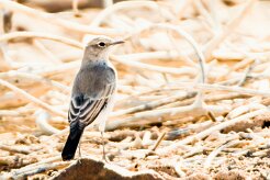 Karoo Chat (Traquet du Karroo)-737A9433-2 null