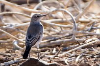 Karoo Chat (Traquet du Karroo) Etendeka - Damaralnd - Namibie