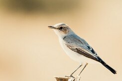 Karoo chat (Traquet du Karoo)-737A8451-2 null