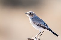 Karoo chat (Traquet du Karroo) Sossusvlei (Namibie)