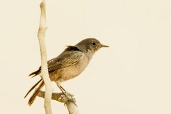 Karoo chat (Traquet du Karoo)-737A8680-2 null