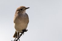 Familiar Chat (Traquet familier) Etosha