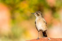 Familiar chat (Traquet familier) Waterberg - Namibie