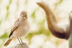 Familiar chat (Traquet familier)_737A9248-2 null