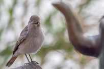 Familiar chat (Traquet familier) Namibie - Epupa Falls