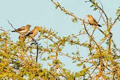 Ant-eating Chat (Traquet fourmilier)_737A2988-2 null