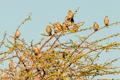 Ant-eating Chat (Traquet fourmilier)_737A3022-2 null