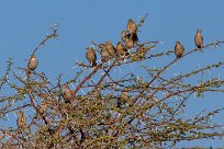 Ant-eating Chat (Traquet fourmilier) Du côté d'Omaruru