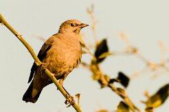 Ant-eating chat (Traquet fourmilier)_x737A5272-2 null