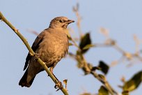 Ant-eating chat (Traquet fourmilier) Ant-eating chat (Traquet fourmilier)