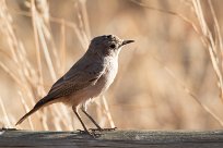 Familiar Chat (Traquet familier) Kalahari