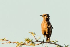 Familiar Chat (Traquet familier)_737A1839-2 null