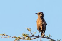 Familiar Chat (Traquet familier) Kalahari