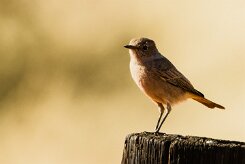Familiar Chat (Traquet familier)_737A1898-2 null